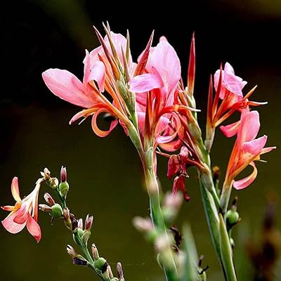 10pcs Lys seeds canna pink perennial flowers for outdoor gardens patio decoration add effective plantation color to exterior gardens.. Experience the power of choice with DIAYTAR NIGERIA's extensive catalog and reliable delivery service.