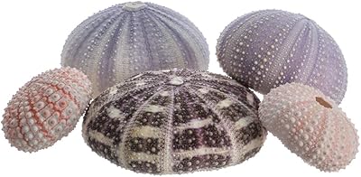 Semeins collection | 5 matching sea rodents | Coastal decor | plus a free nautical e-book by Joseph Ryan.. DIAYTAR NIGERIA: Empowering Nigerians with access to affordable products delivered within 8 days.