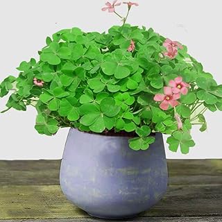 Troufle seeds with four leaves 10g approximately 5000+ Organic plant seeds lucky flower beauty for home office garden decoration bonsai.. DIAYTAR NIGERIA: Where quality meets accessibility with affordable prices and prompt shipping.