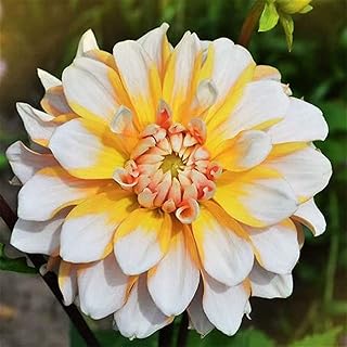 3 pieces of Dahlia bulbs of mixed colors for outdoor garden plants.. From fashion to electronics, DIAYTAR Nigeria brings it all to your doorstep — fast, easy, and affordable.