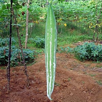 Snake plant seeds 20pcs.. DIAYTAR Nigeria brings you closer to everything you need — fast delivery, low costs, and variety.