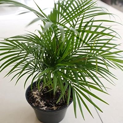 Seeds of Chamaedorea Seifrizii, (5 seeds) Bamboo palm, reed palm, bamboo palm of seifriz. Beauty for interior and exterior.. Shop with confidence at DIAYTAR NIGERIA, enjoying competitive prices and delivery within 8 days.