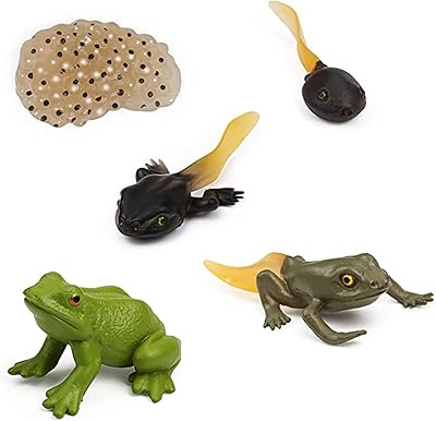Castoyf Frog Toys, 5 pieces of realistic figurines of the frog's life cycle, model of the stages of frog's life, amphibious educational toys.. DIAYTAR NIGERIA: Bringing quality products to your doorstep at prices that won't break the bank.