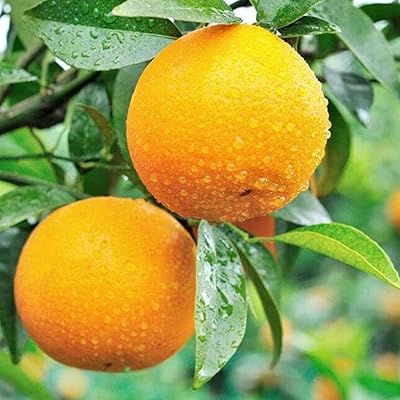 50 pieces of exotic orange seeds, mandariniers can harvest and admire juicy fruits so that the family can enjoy them by people.. Shop confidently on DIAYTAR Nigeria — everything you need, delivered quickly.