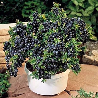 50pccs Gaintigers Gaints Sweet fruit seeds and delicious interior seeds indoor seeds as for the garden: green.. Fast, easy, and affordable — that’s shopping the DIAYTAR Nigeria way.