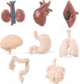 8 pieces of small models of human organs of human body parts, anatomy toys for children, anatomy models, physiology study tools, scientific learning kit for students.. Shop quality and variety at unbeatable prices on DIAYTAR Nigeria — delivery in under 8 days.