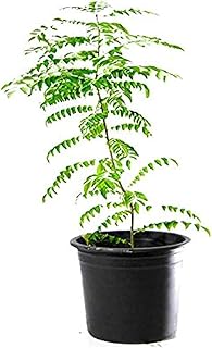 Curry Patta's inner plants.. Your complete retail destination, DIAYTAR NIGERIA combines extensive variety with prompt delivery.