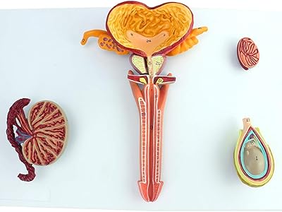 Male reproductive system model - Human organ anatomy model - Adult anatomical male reproductive system - Internal and external reproduction anatomy in PVC plastic for the Human Urology Department.. DIAYTAR NIGERIA brings the marketplace to your home with budget-friendly prices and nationwide delivery.