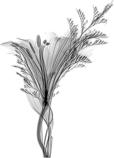 Schwartz njit greyscale x-ray transparent plant photo premium wall art canvas print 18x24 inch.. Transform your online shopping experience with DIAYTAR NIGERIA's affordable and diverse marketplace.