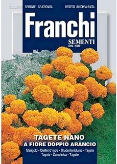 High quality Amarante Orange Seeds of Cementti.. Shop smart, shop DIAYTAR - Nigeria's most affordable e-commerce platform with nationwide delivery.