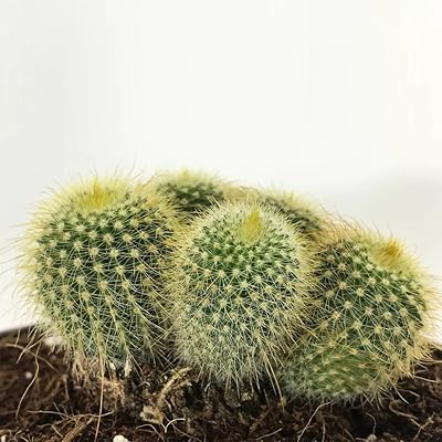 LIFE/FRESH PARODIA LININGAUSII CACTUS PLENT - Succulent plant of the vibrant and durable desert, ideal for decoration of the house and the office (size S).. Fast, easy, and affordable — that’s shopping the DIAYTAR Nigeria way.