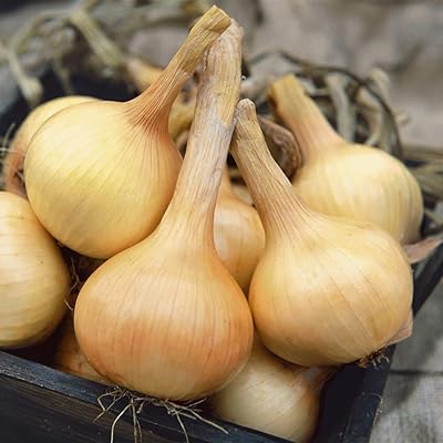 Sweet wala onions - 5-6 inches in diameter !! - extra big white onions !! Soft (50 - Seeds).. DIAYTAR NIGERIA delivers on our promise of variety, affordability, and prompt nationwide service.
