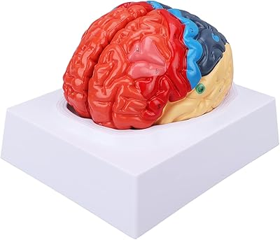 Anatomical model of human brain, assembled model of anatomical brain divided into PVC color, comfortable touch for the collection.. Discover the convenience of DIAYTAR NIGERIA's vast e-commerce platform with delivery in just 5-8 days.