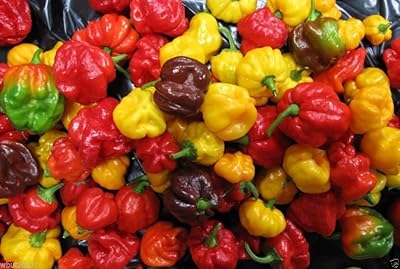 25 Scotch Bonnet seeds - (mix) - Red, yellow and chocolate!.. Shop confidently with DIAYTAR NIGERIA's vast product range and budget-friendly nationwide shipping.