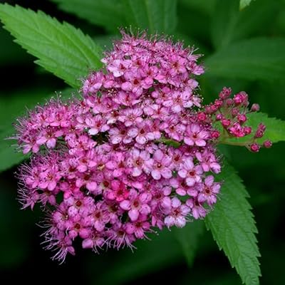 100pcs Pink Spirum Seeds Interesting Garden Distinctive Forms Attractive perfume Add varieties of exotic pastoral landscapes artistic decoration.. DIAYTAR NIGERIA: Your affordable gateway to thousands of products delivered within a week.