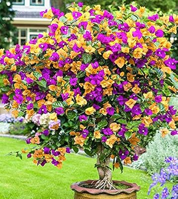 100pcs Bougainvilliers flower seeds for natural growth, dark purple yellow.. Discover the perfect balance of price and convenience with DIAYTAR NIGERIA's nationwide e-commerce platform.