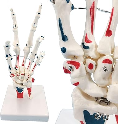 Vivo hand skeleton model with wrist, model of life -size hand articulation, anatomical muscle of the palm bone and recognition of the final point marker.. Why shop anywhere else? DIAYTAR Nigeria has it all, at prices you’ll love.