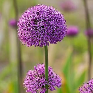 100pcs Allium pink seeds planted all year round gardening decoration unique gardening of beautiful flowers illuminate your artistic decoration of garden.. DIAYTAR NIGERIA makes quality accessible with low prices and reliable 5-8 day nationwide delivery.