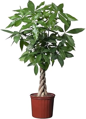 Pachira aquatica 'water chestnut' (size: 30 cm - 40 cm (pot: 13 cm)).. Experience the ease of modern shopping with DIAYTAR NIGERIA's comprehensive platform and quick delivery.