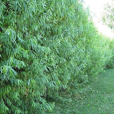 50 Hybrid willows - The fastest growth trees in the world - Austree pushes 10 feet/year - 50 living trees of trees.. Great deals and fast delivery — the DIAYTAR Nigeria guarantee.