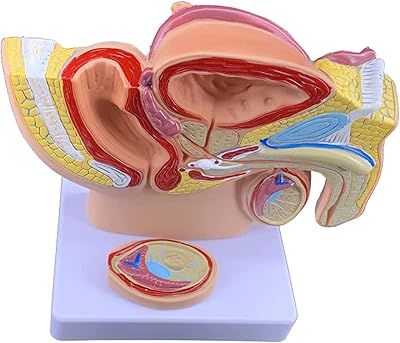 Anatomical model of the male genital system in the male male mena -size basin.. Discover endless possibilities with DIAYTAR NIGERIA's comprehensive catalog and budget-friendly delivery.