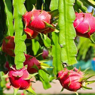 100pccs Pitaya Perennials, the fruit is yang, beautiful color, the fruit trees of the strong exotic dragon can be both harvested and admired.. Your go-to destination for affordable online shopping, DIAYTAR NIGERIA delivers in under 8 days.