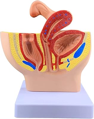 Model of the human female reproductive system ww art model of organ anatomy.. Nigeria shops with DIAYTAR — wide selection, fast shipping, and great value.