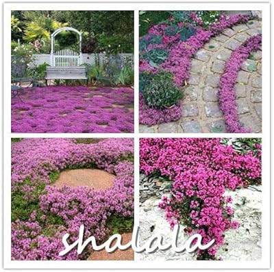 Fresh 200 pc thymus snipillo cress perennial flowers to plant for the pink pink sowing.. Experience budget-friendly shopping at DIAYTAR NIGERIA, Nigeria's premier online marketplace with quick delivery.