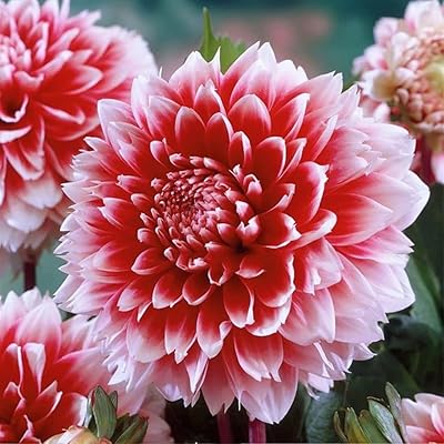 3 dahlia bulbs red pink pink borders brilliant perennial flowers to plant a plate.. Nigeria's e-commerce leader delivers unmatched variety and value to your doorstep in just 5-8 days.