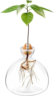 Pot of avocado seed planter, avocado planter pot, glass planter kit Cultivate avociers at home, avocado planter kit, unusual gifts.. Need it fast? Need it cheap? Choose DIAYTAR Nigeria.