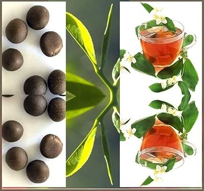20pcs black tea seeds with a fresh taste, dense tea tree and flavored flowers of camellia sinensis.. DIAYTAR NIGERIA: Where affordability meets variety in Nigeria's most comprehensive online marketplace.
