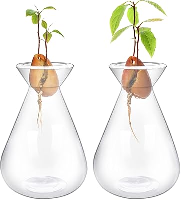 2 avocado seed vases, glass vases for the cultivation of avocado seeds, avocado garden vases, avocado seed culture kit, avocado pit vase for gardening lovers.. DIAYTAR NIGERIA brings affordable products to every doorstep with our reliable 5-8 day shipping.