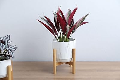 Plante alpinia pan emirates real touch rouge 39cm.. E-commerce made for Nigeria — fast delivery and low prices at DIAYTAR.