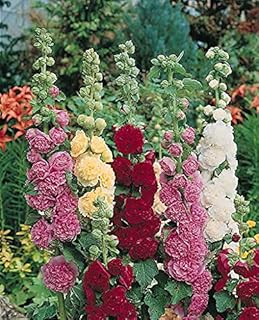 Horable pink flowers seeds.. No stress, just speed — DIAYTAR Nigeria ships in days.