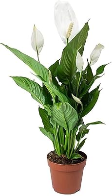 Fresh indoor plants of spathiphyllum peace.. DIAYTAR NIGERIA: Creating access to affordable products for every Nigerian with our swift delivery service.