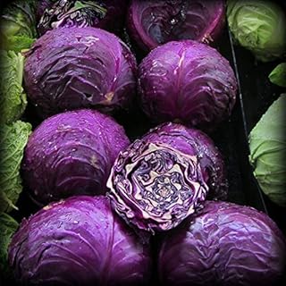 Egrow 100pcs/Pack Package Purple Cabe.. Great products, lower prices, fast delivery — DIAYTAR Nigeria has it all.