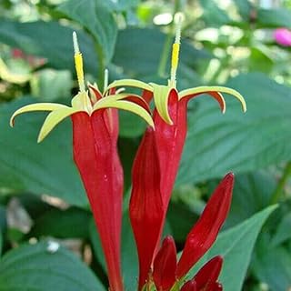 50 Pièces Clinacanthus nutansmini Arabuste Tropical Sain Sans OGM - Clinacanthus nutans.. DIAYTAR NIGERIA: Where quality meets accessibility with affordable prices and prompt shipping.