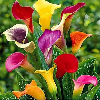 3 bulbs of lily calla of mixed colors adapted to the interior plantation on balcony.. DIAYTAR NIGERIA delivers happiness in 5-8 days with our affordable and diverse product range.