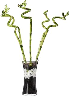 Spiral glass vase in bamboo FNB lucky holder.. DIAYTAR NIGERIA: Where affordability meets variety, with thousands of products delivered in less than 8 days.