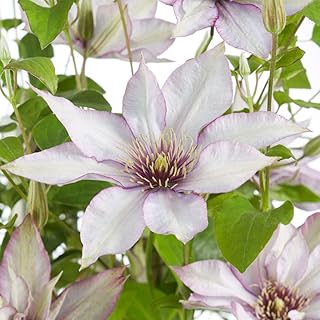Jasmine plant in resistant pots climbing plant easy to cultivate.. Your digital shopping ally, DIAYTAR NIGERIA offers extensive selection with budget-friendly delivery.