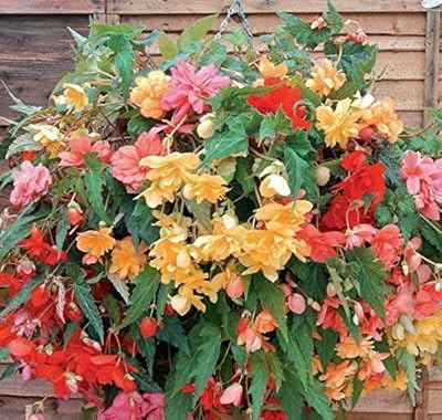 Seeds of mixed flowers Begonia F1, beautiful multicolored flowers for planting garden seeds, 20 seed package per Heavy burner.. DIAYTAR NIGERIA: Transforming online retail with affordable prices and consistent 5-8 day nationwide delivery.