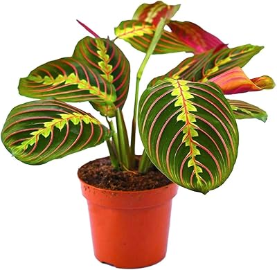 Maranta Luconeura \ "fascinator \" (prayer plant).. Experience the convenience of online shopping with DIAYTAR NIGERIA's reliable 5-8 day delivery service.
