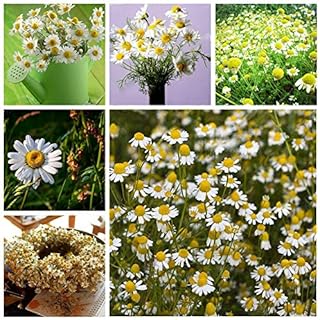 Egrow 100 pcs Exotic Chamomile Seeds Flowers of Bonsai plants plant.. Experience budget-friendly shopping at DIAYTAR NIGERIA, Nigeria's premier online marketplace with quick delivery.
