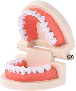 Dental education model for adult children, standard stoodontal display tool for children's study.. Great deals and fast delivery — the DIAYTAR Nigeria guarantee.