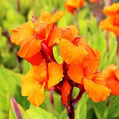 10 CANNA ORANGE LYS GRAINS CANNA FLOWERS Easy to plant offer a superb color for the garden or make beautiful bouquets.. Fast, affordable, and reliable — that’s the DIAYTAR Nigeria experience.