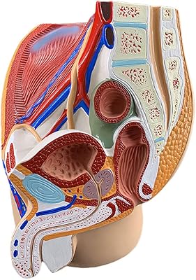 Model of the average sagittal section of the male and feminine reproductive system, a model of human anatomy for medical training assistance (male).. Big selection, small prices — shop now on DIAYTAR Nigeria.