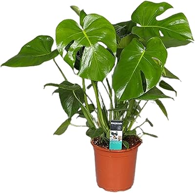 Monstera delicissa jar, 17 cm, height 60 cm | Fresh/living plants.. Shop with ease at DIAYTAR NIGERIA and enjoy our extensive product range delivered at affordable rates.