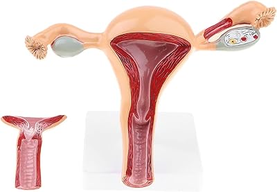 Model of anatomical anatomical magnitude life of female reproductive organs with coverage including.. Experience the power of choice with DIAYTAR NIGERIA's extensive catalog delivered within the week.