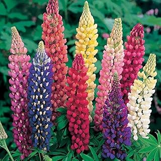 10 pieces of ginger seeds and lys with white flowers.. Experience the power of choice with DIAYTAR NIGERIA's extensive catalog and reliable delivery service.