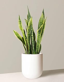Sansevieria trifasciata \ "snake plant \" (mother-in-law).. Transform your shopping experience with DIAYTAR NIGERIA's vast product selection delivered at unbeatable prices.